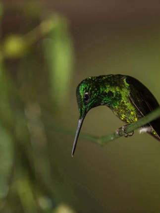 Excellent birdwatching 