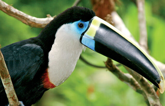 Unique birdlife