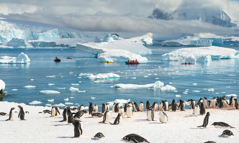 Penguins in Antarctica