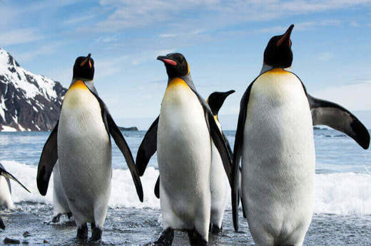 Penguins in Antarctica