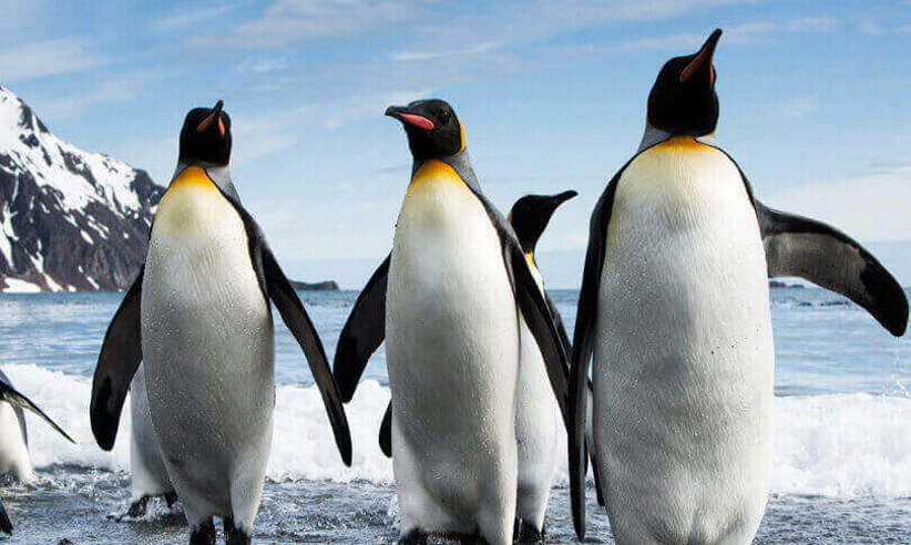 Penguins in Antarctica