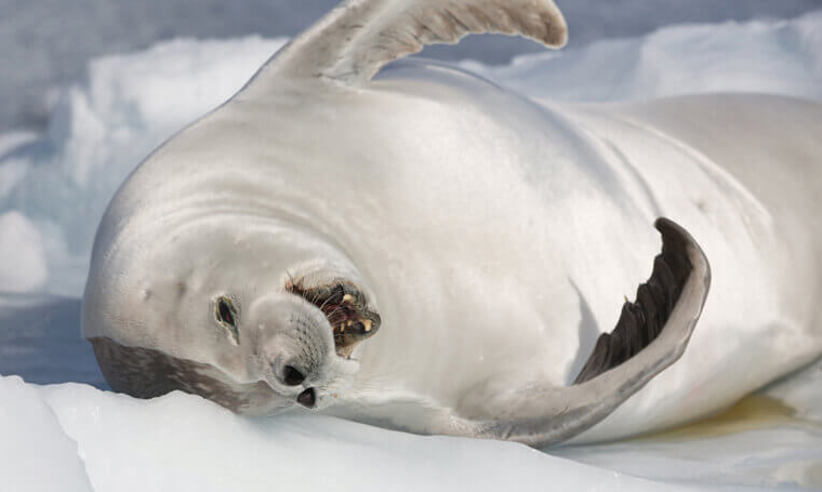 Sealion Antarctica