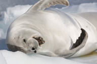 Sealion Antarctica