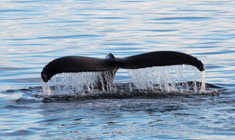 Whales Excursion