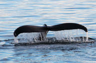 Whales Excursion