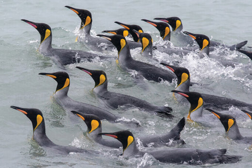 Penguins in Antarctica