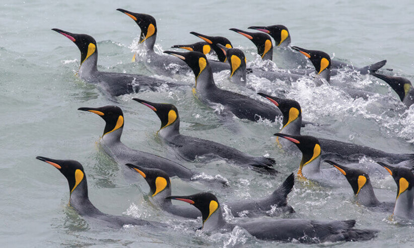 Penguins in Antarctica