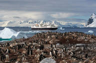 Penguins in Antarctica