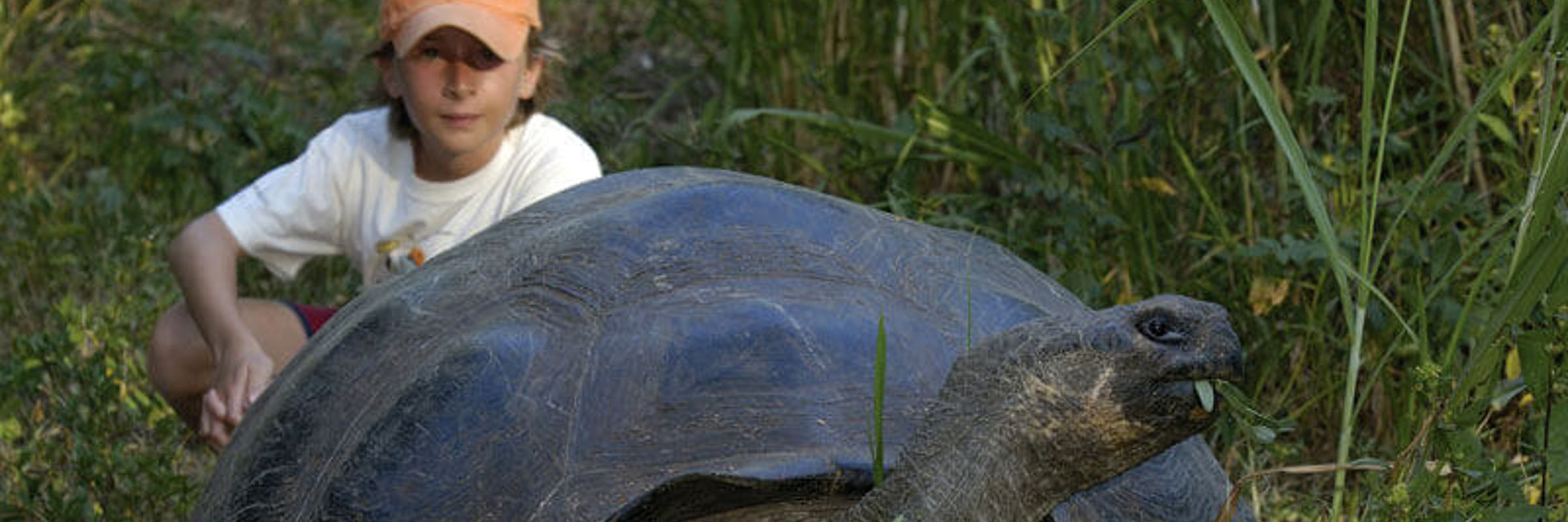 Galapagos giant tortoise