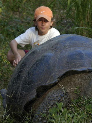 Galapagos giant tortoise