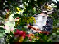 Bogota Coffee Farmer