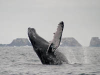 Whale