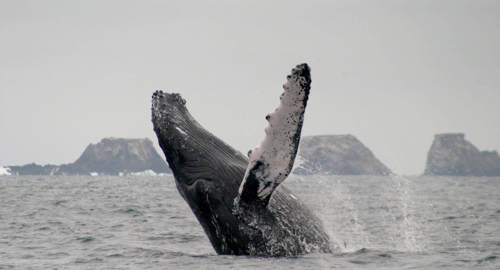 Whale