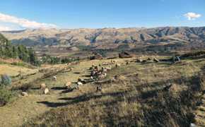Traditional farming scene in Peru's Sacred Valley, set against the Andean highlands. 