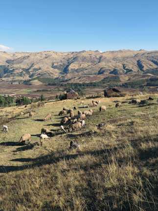 Traditional farming scene in Peru's Sacred Valley, set against the Andean highlands. 