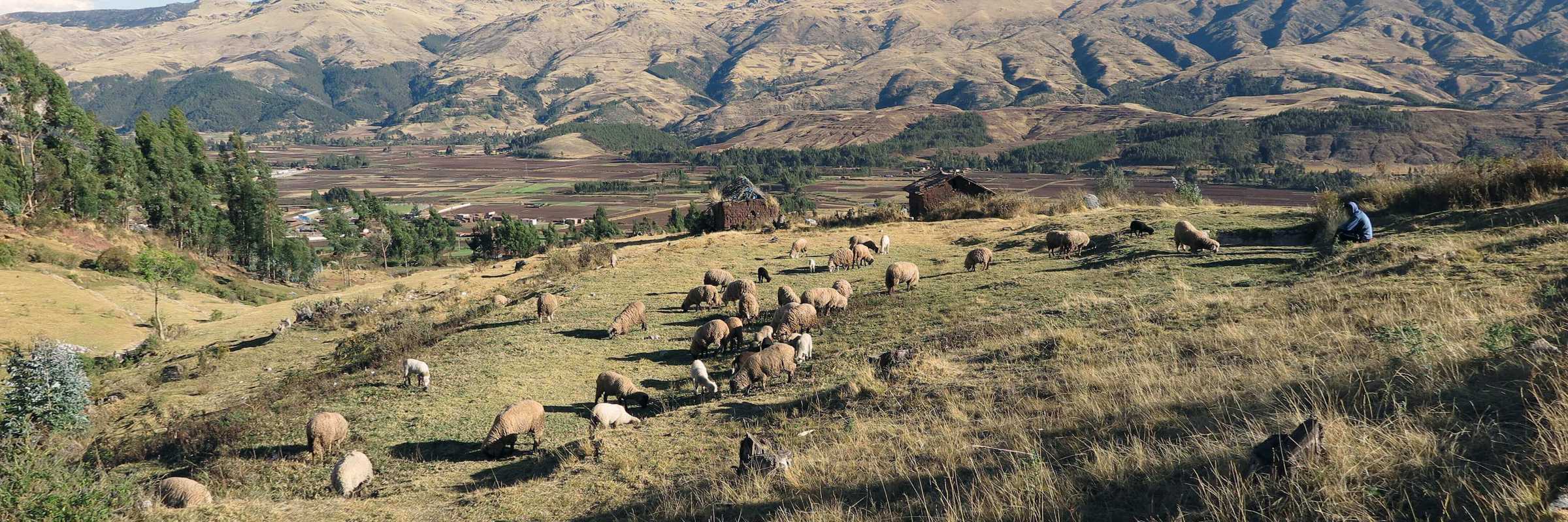 Traditional farming scene in Peru's Sacred Valley, set against the Andean highlands. 