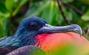 Galapagos