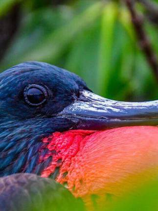 Galapagos