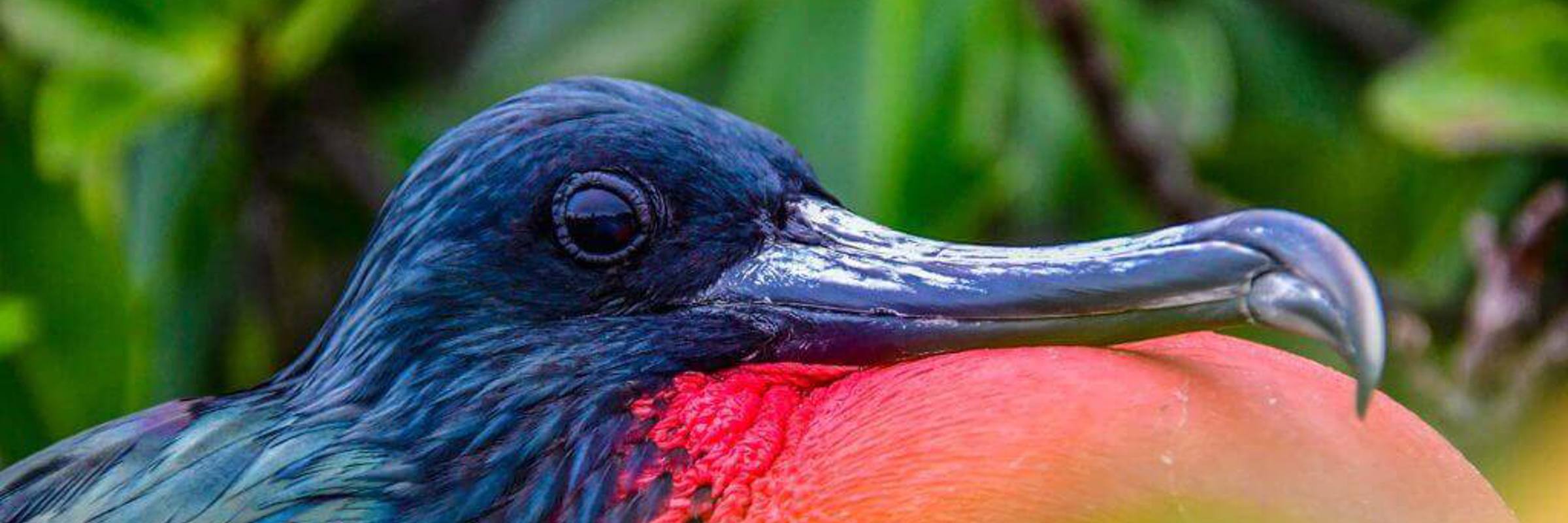 Galapagos