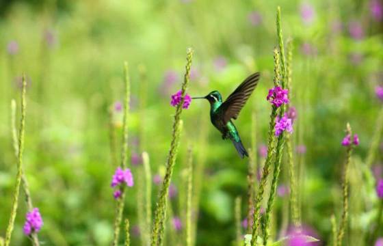 Colibri 