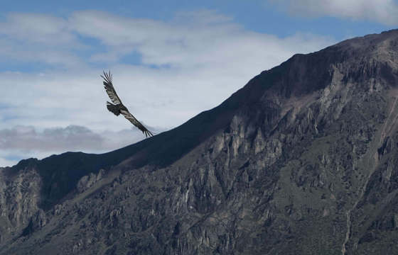 Colca Canyon
