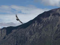 Colca Canyon