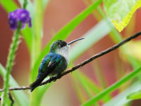 Hummingbird