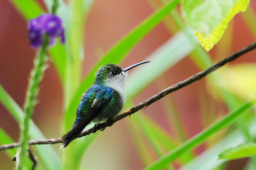 Hummingbird