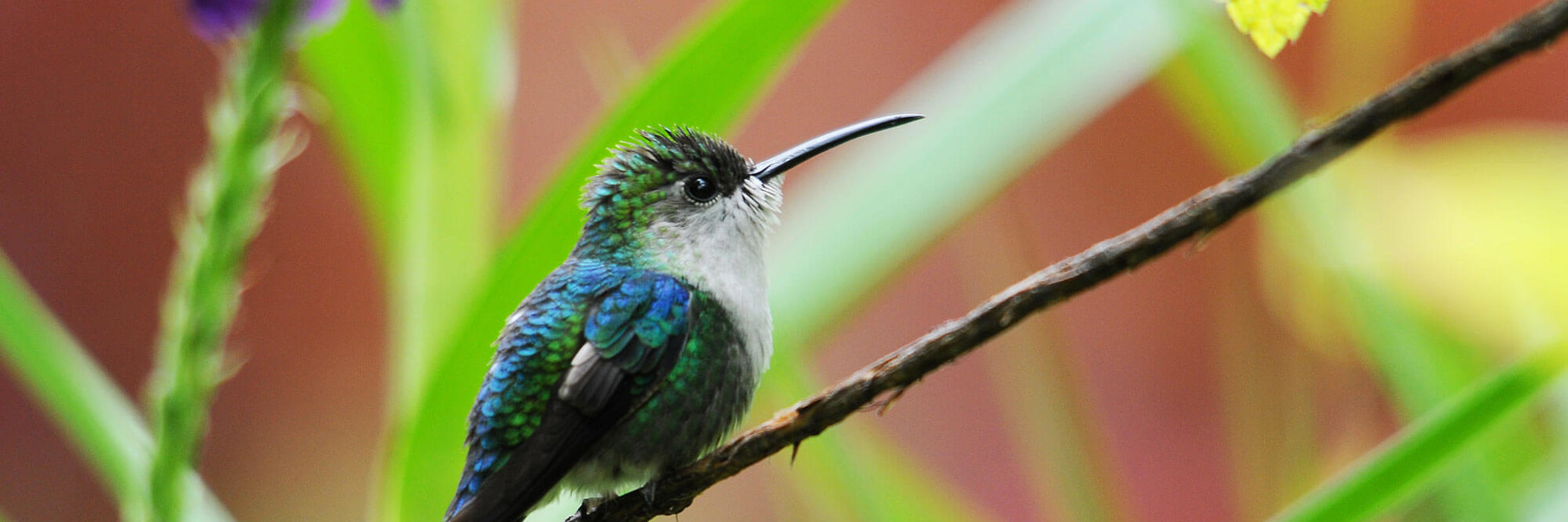 Hummingbird