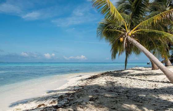Central America, Belize, Relaxing tropical beach with soft sand, palm trees and calm Caribbean waters. 