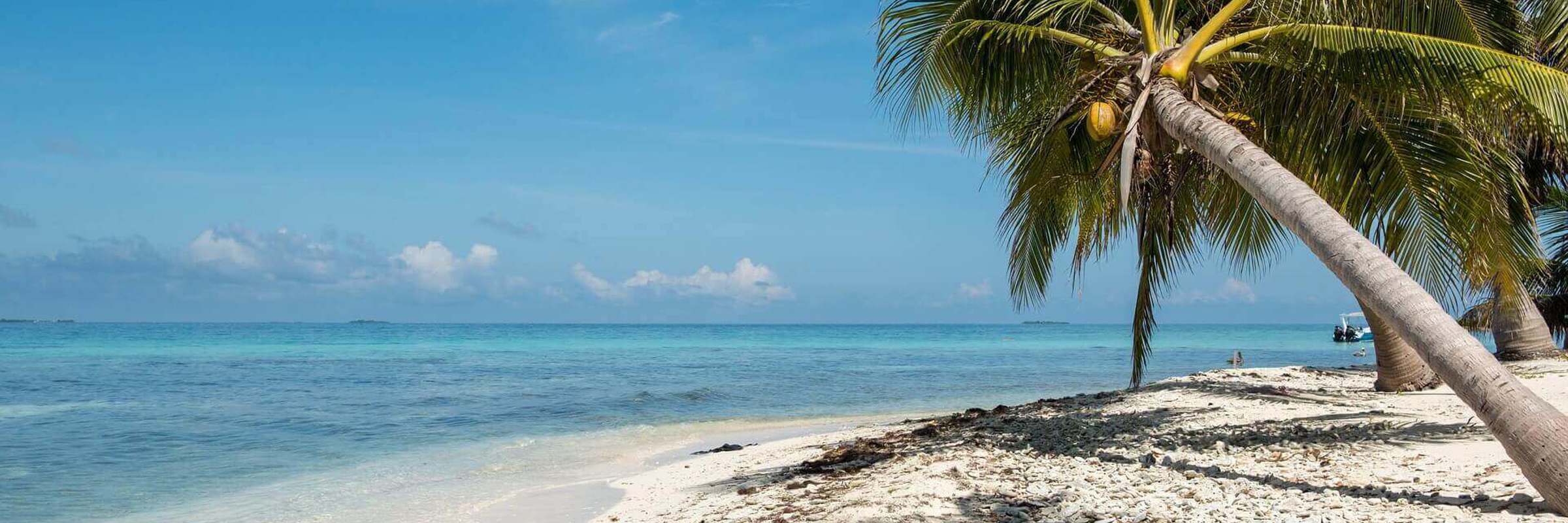 Central America, Belize, Relaxing tropical beach with soft sand, palm trees and calm Caribbean waters. 