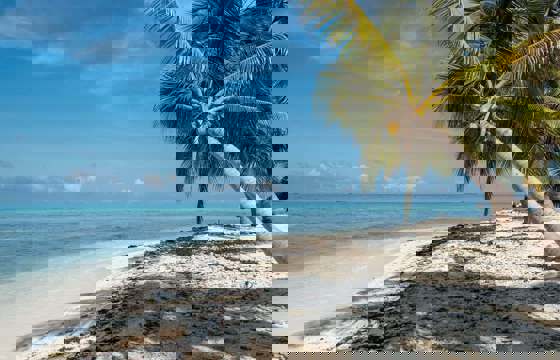 Central America, Belize, Relaxing tropical beach with soft sand, palm trees and calm Caribbean waters.