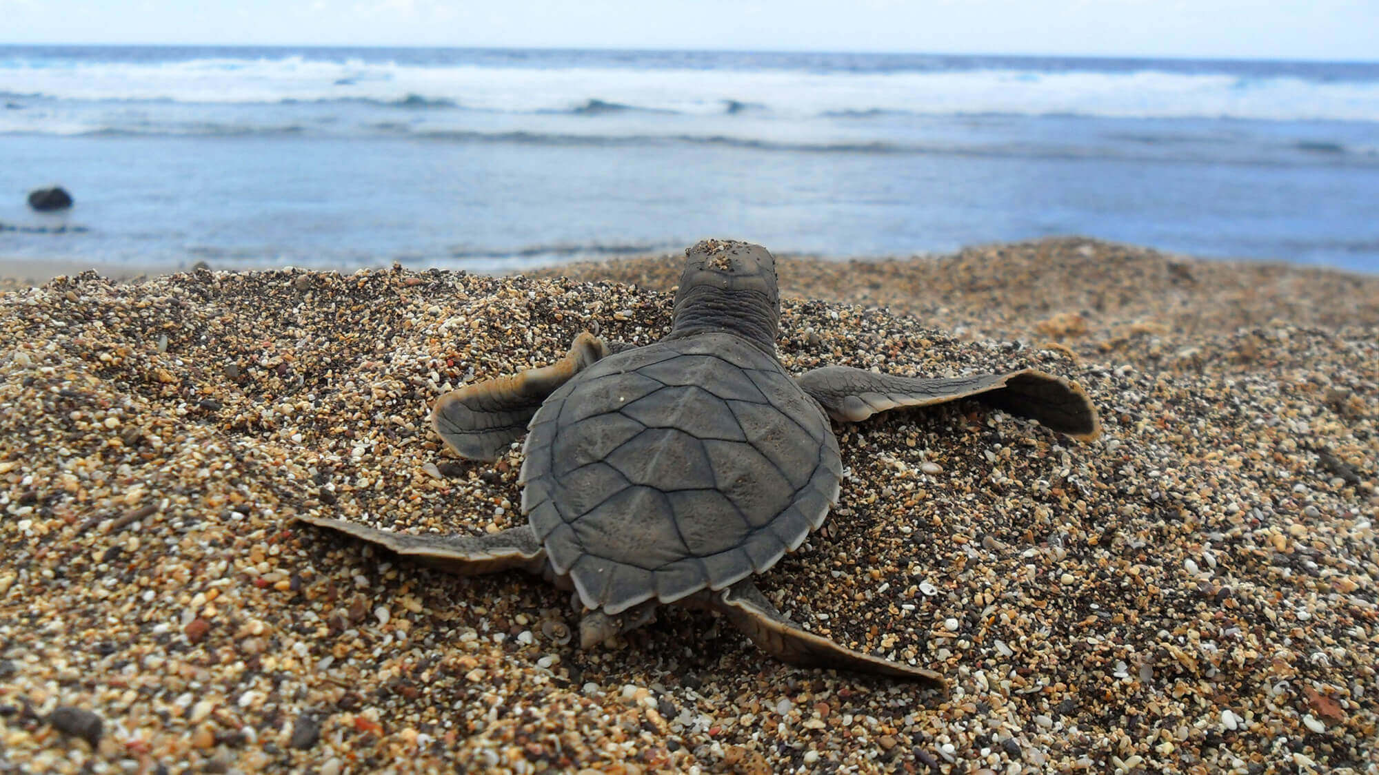 Tortuguero
