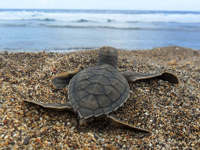 Tortuguero