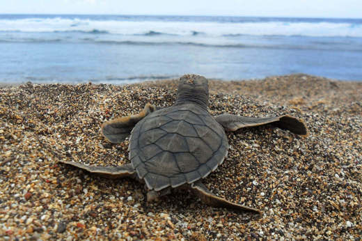 Tortuguero