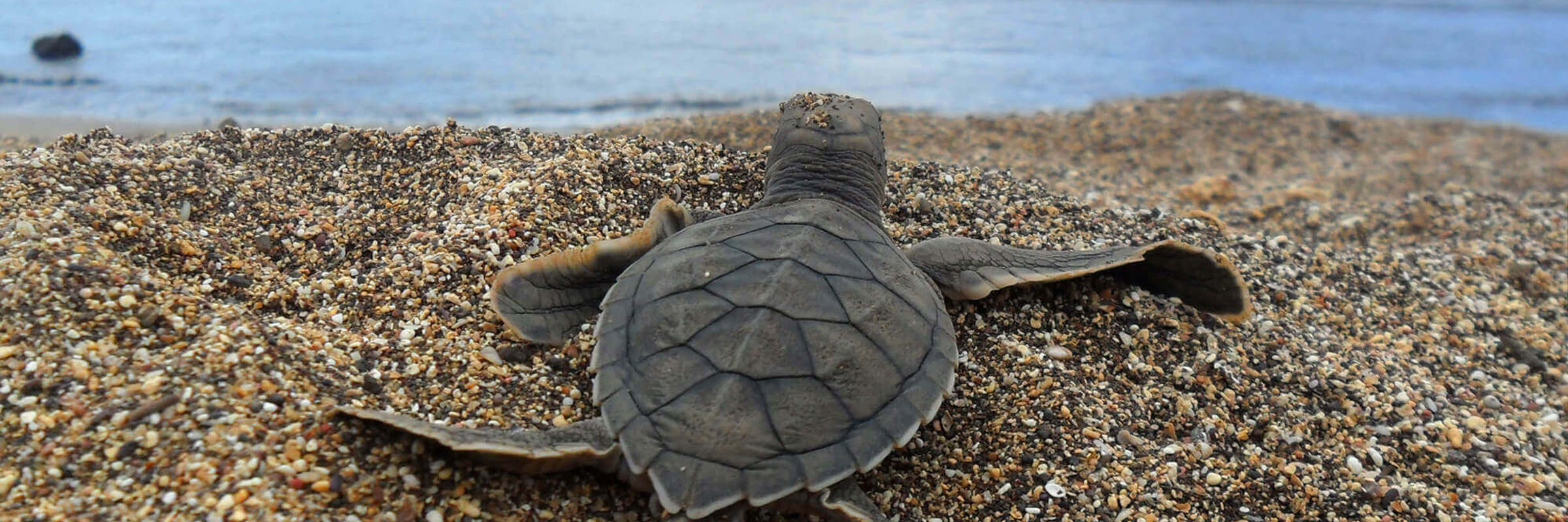 Tortuguero