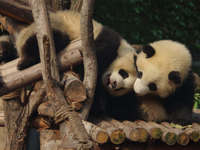 Chengdu & Pandas
