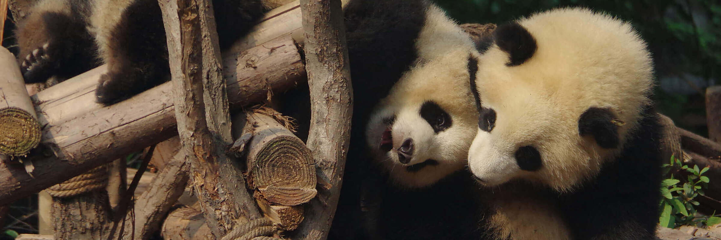 Chengdu & Pandas