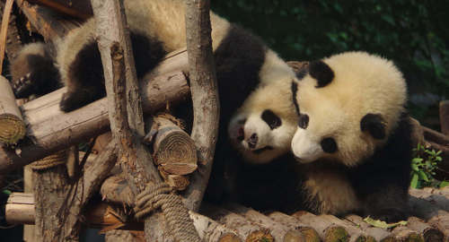 Chengdu & Pandas