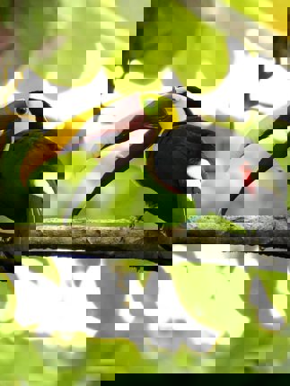 A vibrant toucan rests on a branch, its bold beak cutting through the lush Costa Rican canopy. 