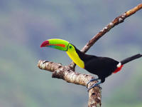 Toucan