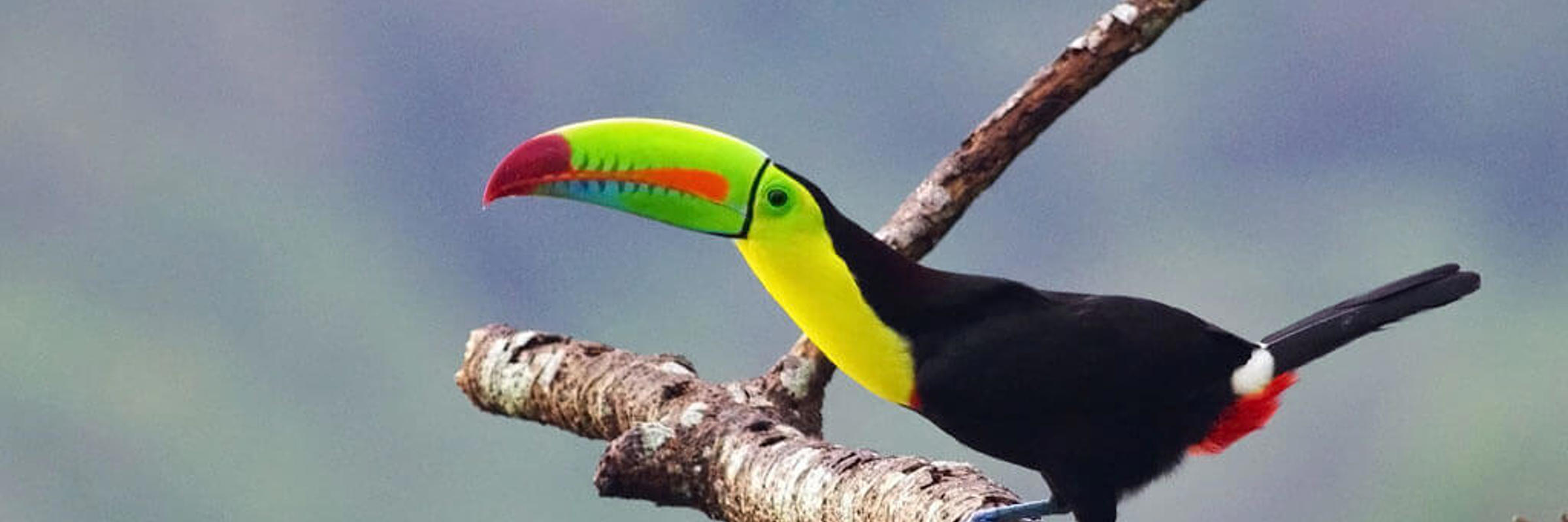 Toucan