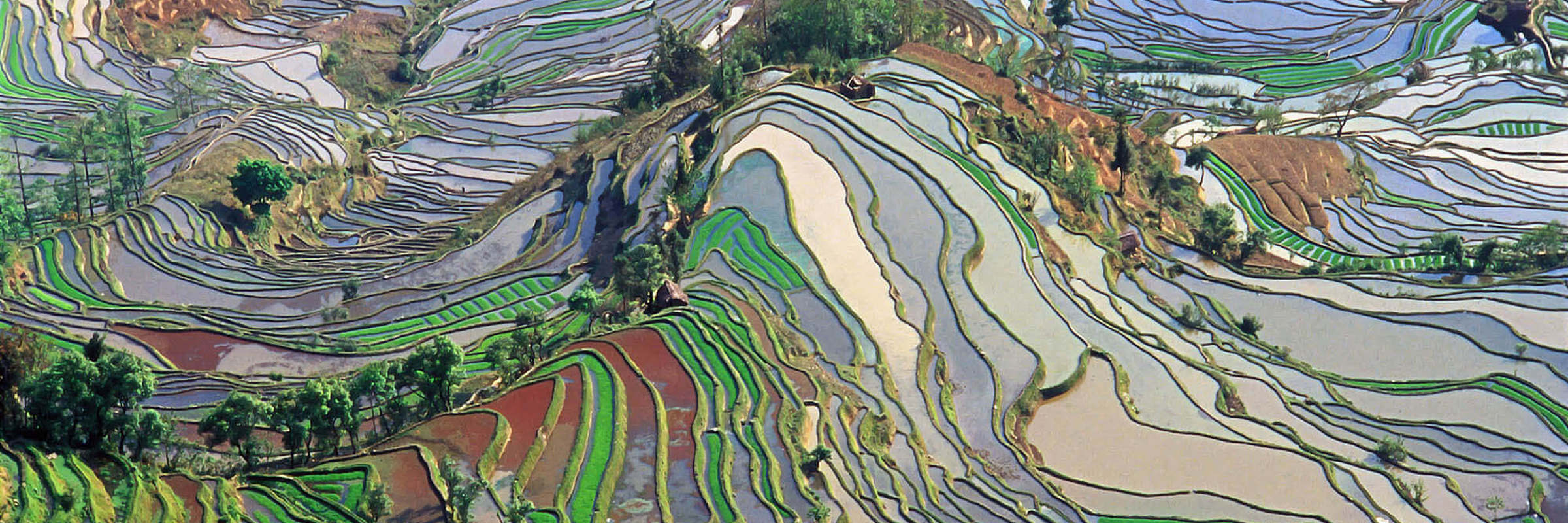 Rice's Terraces