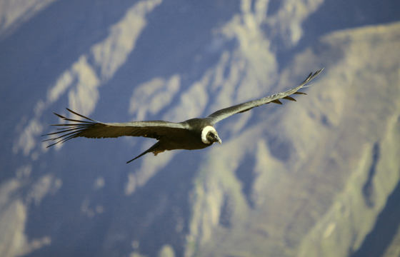 Condors