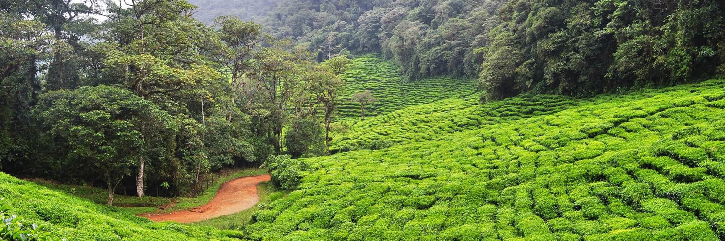 Coffee Region