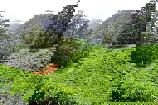 Coffee Region