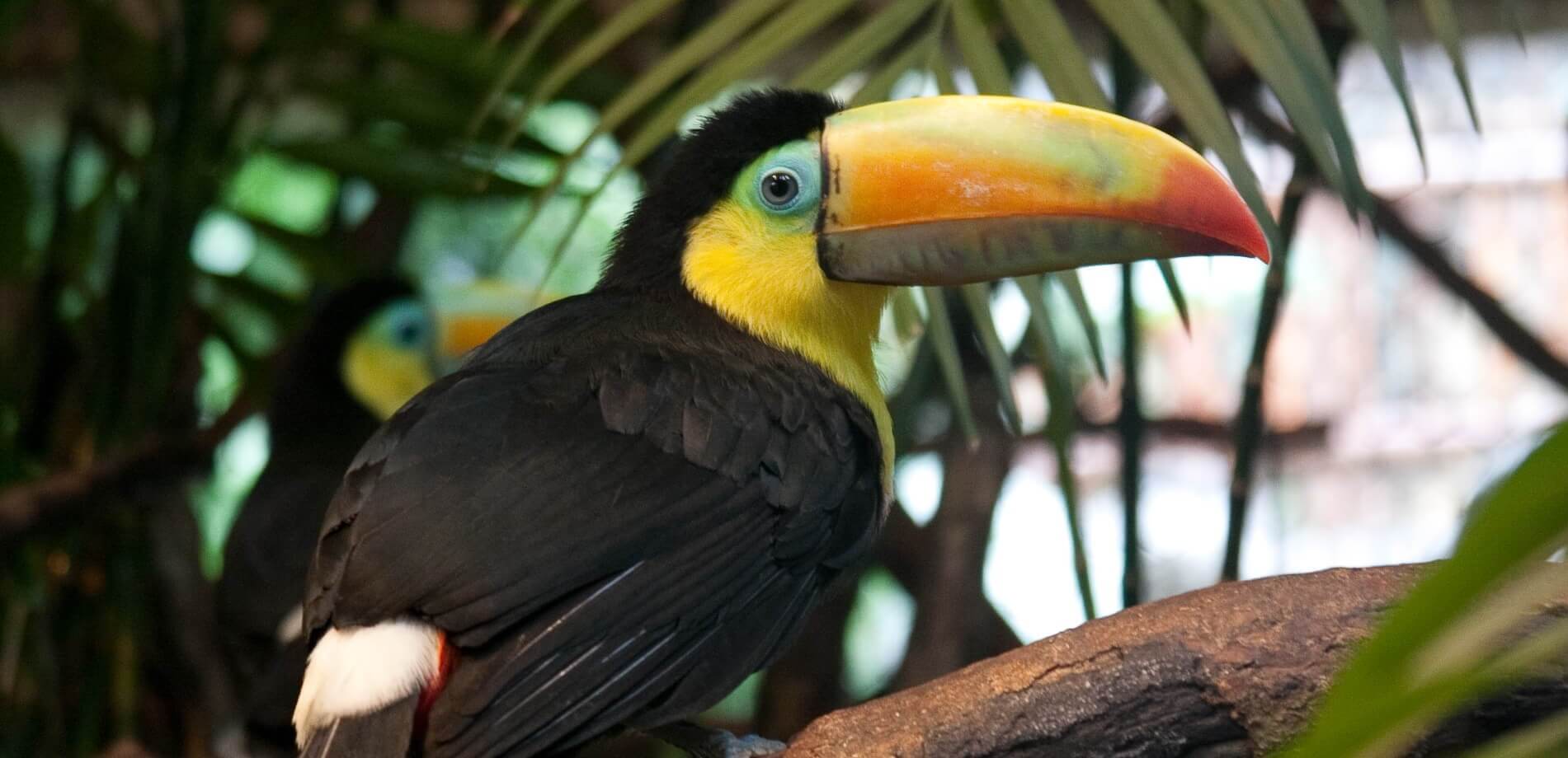 A close-up of a keel-billed toucan perched on a branch in the tropical forest, ideal for birdwatching enthusiasts. 