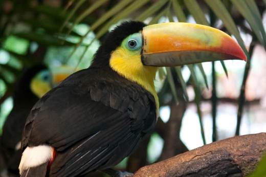 A close-up of a keel-billed toucan perched on a branch in the tropical forest, ideal for birdwatching enthusiasts. 
