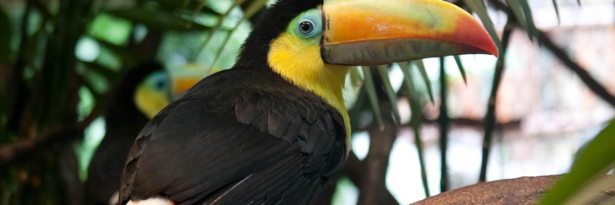 A close-up of a keel-billed toucan perched on a branch in the tropical forest, ideal for birdwatching enthusiasts. 