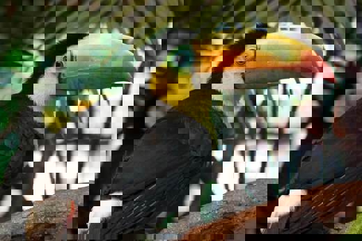 A close-up of a keel-billed toucan perched on a branch in the tropical forest, ideal for birdwatching enthusiasts. 